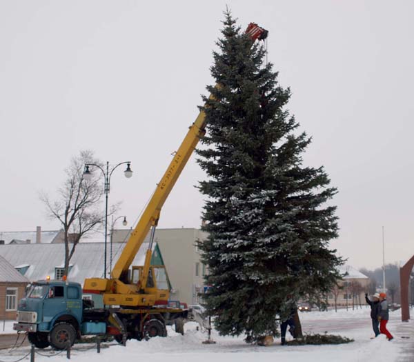 Pernai metų eglės statymas Nepriklausomybės aikštėje.