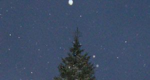 Greitai rokiškėnai atsisveikins su gražuole kalėdine egle. D.Zibolienės nuotr.