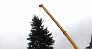 Nepriklausomybės aikštėje pastatyta šventinė eglė. D.Zibolienės nuotr.