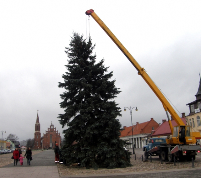 Nepriklausomybės aikštėje pastatyta šventinė eglė. D.Zibolienės nuotr.