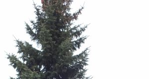 Gruodžio 3 d. planuojama įžiebti šią žaliaskarę. N.Byčkovskio nuotr.