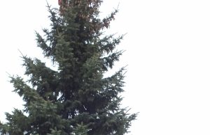 Gruodžio 3 d. planuojama įžiebti šią žaliaskarę. N.Byčkovskio nuotr.