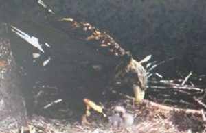 Vaizdo kamera užfiksavo du jūrinių erelių jauniklius. A. Minkevičienės nuotr.