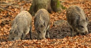Lapkričio pabaigoje medžiokliai sumedžiojo du afrikiniu kiaulių maru sergančius šernus. VMVT nuotr.