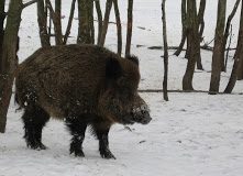 Šerno godos: „Ir mane jau suskaičiavo...“.  Benjamino Sakalausko nuotr..