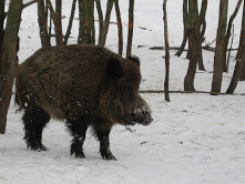 Šerno godos: „Ir mane jau suskaičiavo...“.  Benjamino Sakalausko nuotr..