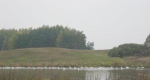 Spalio pabaigoje tvenkinyje plauko daugybė gulbių