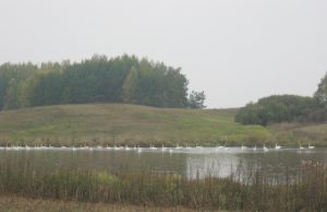 Spalio pabaigoje tvenkinyje plauko daugybė gulbių