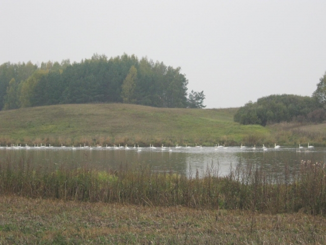 Spalio pabaigoje tvenkinyje plauko daugybė gulbių