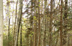 Praėjusį sekmadienį Kukių miške Domantas rado baravyką. A.Minkevičienės nuotr.