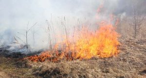 Pievų deginimo pikas būna pavasarį. D.Zibolienės nuotr.