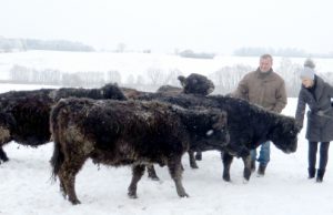 2. Dangiros ir Tomo Davainių ūkyje mūroja 62 galovėjų banda.