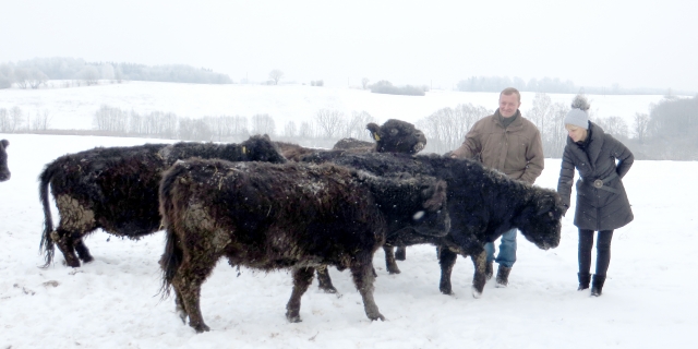 2. Dangiros ir Tomo Davainių ūkyje mūroja 62 galovėjų banda. 2. Dangiros ir Tomo Davainių ūkyje mūroja 62 galovėjų banda.