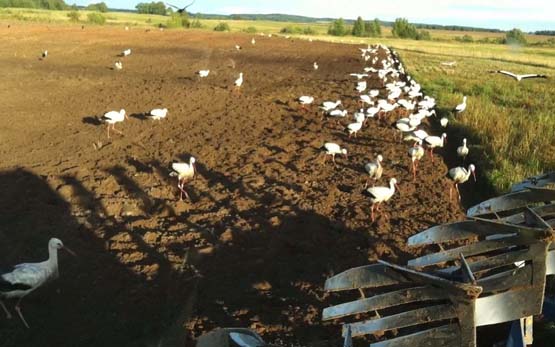 Išarta žemė - puiki terpė gandrams rasti graužikų ir kirmėlių. D.Vaičiulienės nuotr.