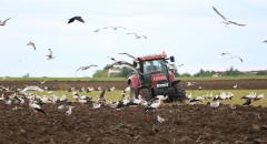 Mariaus Karlono nuotr.