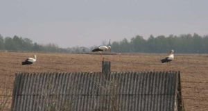 Gandrus jau išlydėjo netoli pasienio įsikūręs Aleknų kaimas (Juodupės sen.). A.Minkevičienės nuotr.