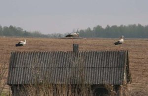 Gandrus jau išlydėjo netoli pasienio įsikūręs Aleknų kaimas (Juodupės sen.). A.Minkevičienės nuotr.