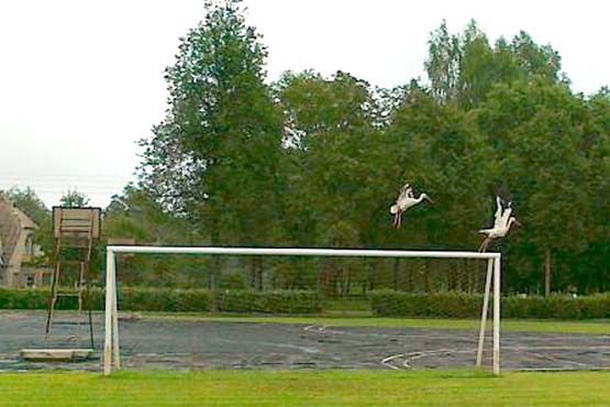 Rokiškio futbolo klubo vadovas Erikas Gaigalas spėjo nufotografuoti gandrus.