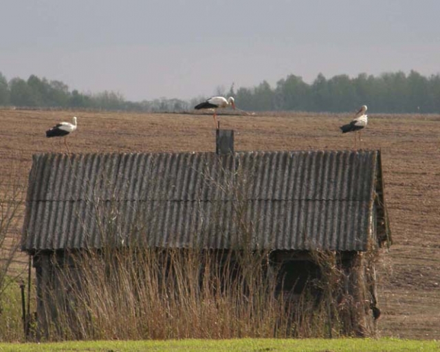 Gandrus jau išlydėjo netoli pasienio įsikūręs Aleknų kaimas (Juodupės sen.). A.Minkevičienės nuotr.