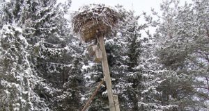 Jei  Kavoliškio kaimo pavojingai pakrypęs gandralizdis nesulauks pagalbos