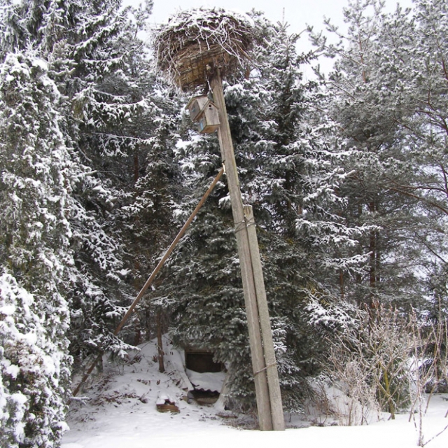 Jei  Kavoliškio kaimo pavojingai pakrypęs gandralizdis nesulauks pagalbos