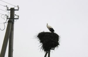 Nuoširdus rūpinimasis gandrų šeimyna Sugrįžo gandrai.