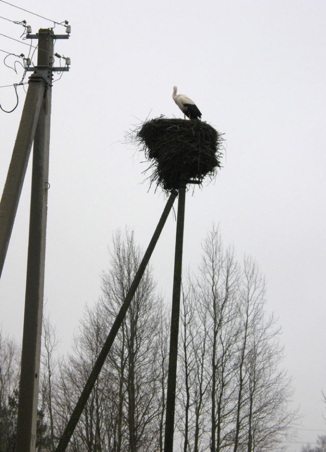 Sugrįžo gandrai. Sugrįžo gandrai.