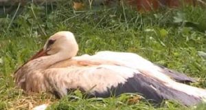 Ugniagesiams gelbėtojams tenka vykdyti ir gandrų gelbėjimo operacijas.  N.Byčkovskio nuotr.