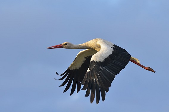 Parskrido gandrai. Virginijaus Stumbrio nuotr.