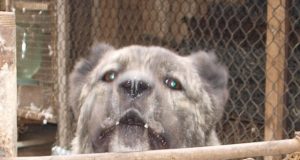 Įpykęs šuo puolė patį šeimininką.