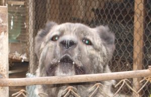 Įpykęs šuo puolė patį šeimininką.