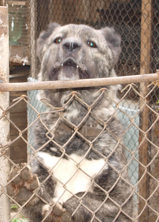 Įpykęs šuo puolė patį šeimininką.