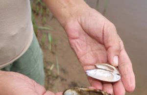 Rokiškio ežero pakrantėse galima rasti sudaužytų kriauklių liekanų. D.Zibolienės nuotr.