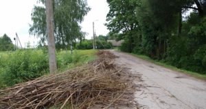 Tik po žmonių skundų komunalininko bendrovė įsipareigojo  šias šakas išgabenti. D.Zibolienės nuotr.