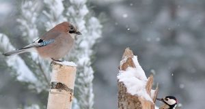 Žiema - išbandymas ne tik šalčiu