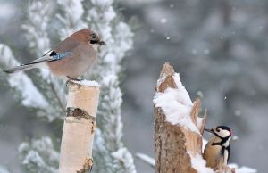 Dėl į bėdą patekusių laukinių gyvūnų – pagalbos į gelbėtojus Žiema - išbandymas ne tik šalčiu