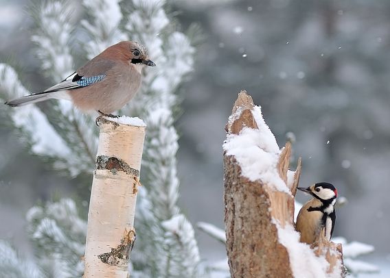 Žiema - išbandymas ne tik šalčiu Žiema - išbandymas ne tik šalčiu