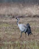 Gervės - problema Nr.2