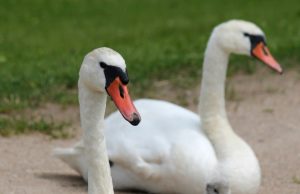 Gulbių šeimyna. B. Kairienės nuotr.