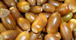 Iš gilių gaminama kava vis labiau domina rokiškėnus. Redakcijos archyvo nuotr.