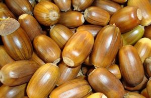 Iš gilių gaminama kava vis labiau domina rokiškėnus. Redakcijos archyvo nuotr.