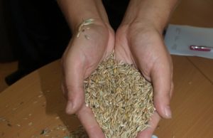 Gražus pinigas už šių metų derlių byra ne visiems.  D.Zibolienės nuotr.