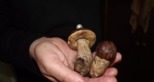 Šis  grybų karalius rastas praėjusį trečiadienį netoli Degsnių gyvenvietės (Rokiškio kaim. sen.) esančiame gojelyje.  A.Minkevičienės nuotr.