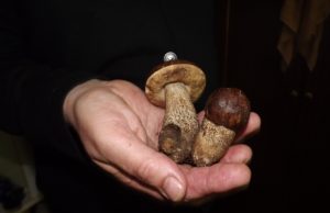 Šis  grybų karalius rastas praėjusį trečiadienį netoli Degsnių gyvenvietės (Rokiškio kaim. sen.) esančiame gojelyje.  A.Minkevičienės nuotr.