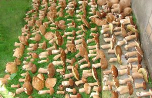 Baravykų karalius sumušė rekordą Onuškėno G.Urbučio latviškų baravykų derlius: nuo vos regimo iki tikro grybų pulkauninko. D.Urbutienės nuotr.