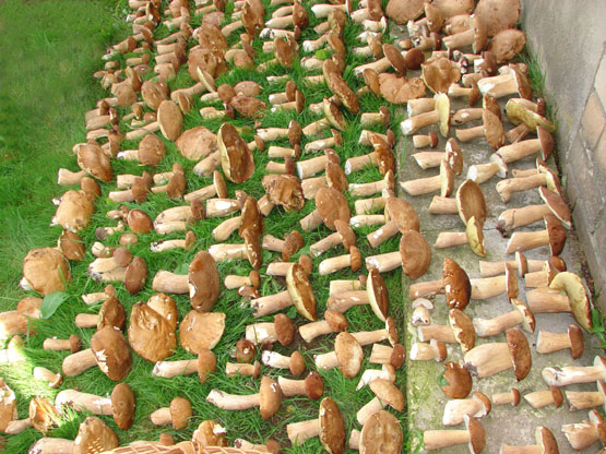 Onuškėno G.Urbučio latviškų baravykų derlius: nuo vos regimo iki tikro grybų pulkauninko. D.Urbutienės nuotr.