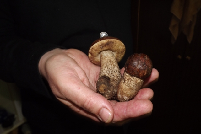 Šis  grybų karalius rastas praėjusį trečiadienį netoli Degsnių gyvenvietės (Rokiškio kaim. sen.) esančiame gojelyje.  A.Minkevičienės nuotr.