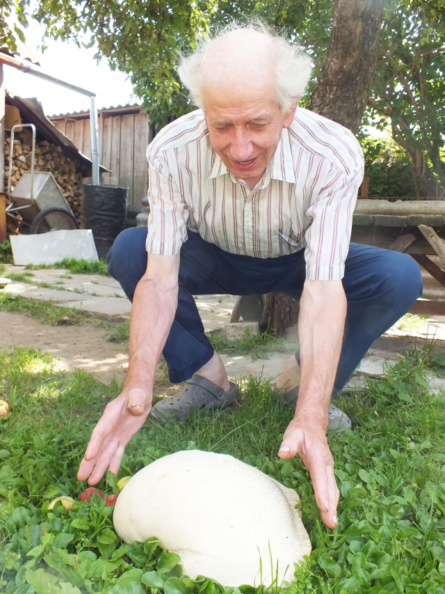 Grybo giganto šeimininkas Pranas Levonas stebės Grybo giganto šeimininkas Pranas Levonas stebės