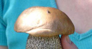 Onuškio tvenkinio prieigose išdygo ne lepšės