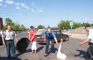 Gulbe bus pasirūpinta.